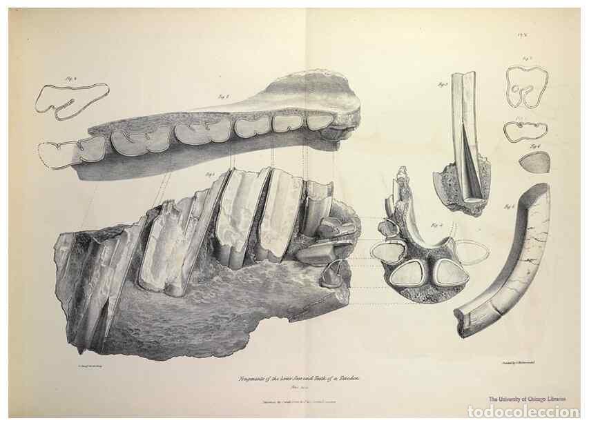 Collection Magazines and Newspapers: Reproducci&oacute;n/Reproduction 8387088114: The zoology of the voyage of H.M.S. Beagle .... London,Smith,