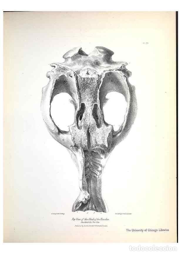 Collezionismo di Riviste e Giornali: Reproducci&oacute;n/Reproduction 8387087114: The zoology of the voyage of H.M.S. Beagle .... London,Smith,