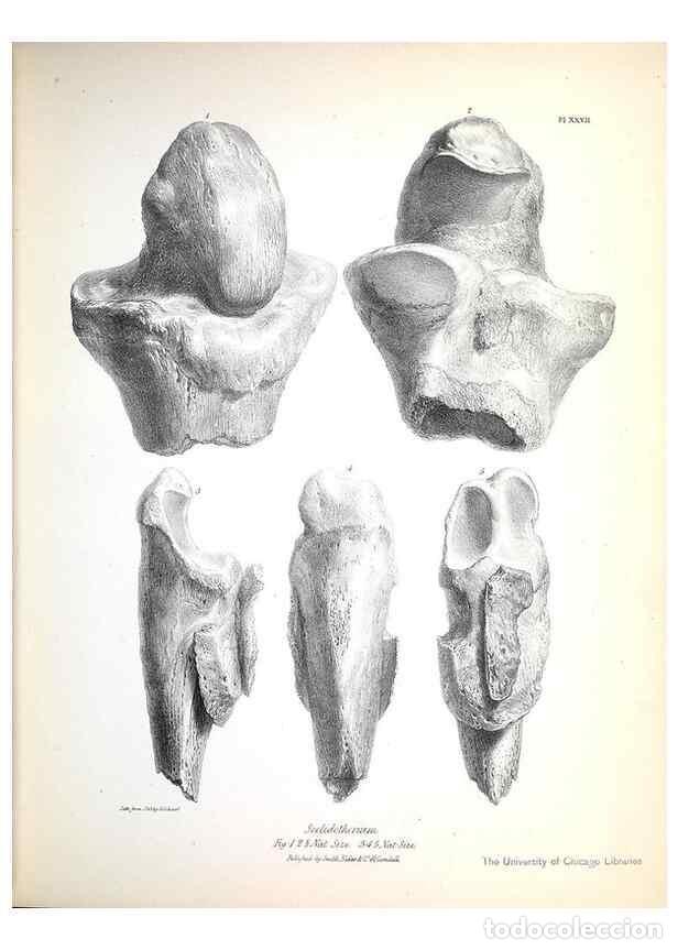 Collection Magazines and Newspapers: Reproducci&oacute;n/Reproduction 8387098920: The zoology of the voyage of H.M.S. Beagle .... London,Smith,