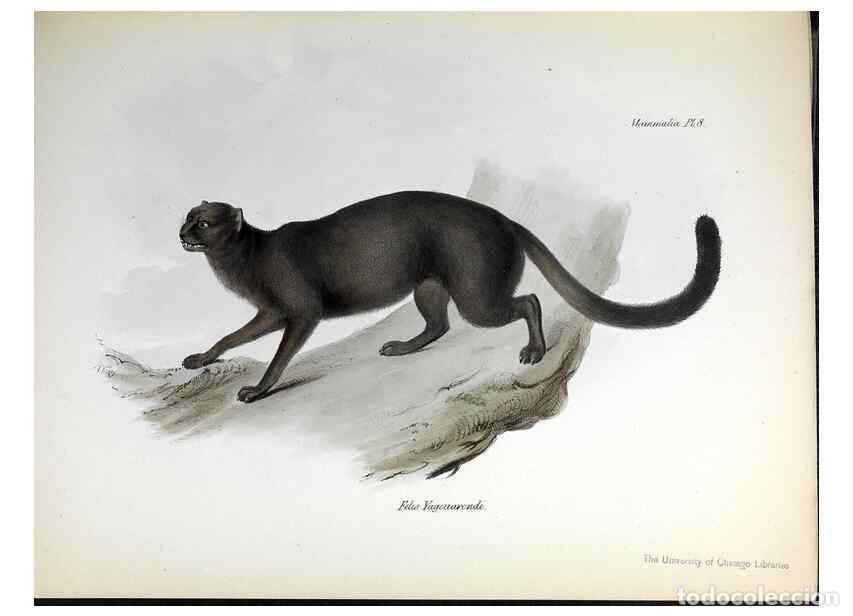 Sammeln von Zeitschriften und Zeitungen: Reproducci&oacute;n/Reproduction 8387104484: The zoology of the voyage of H.M.S. Beagle .... London,Smith,