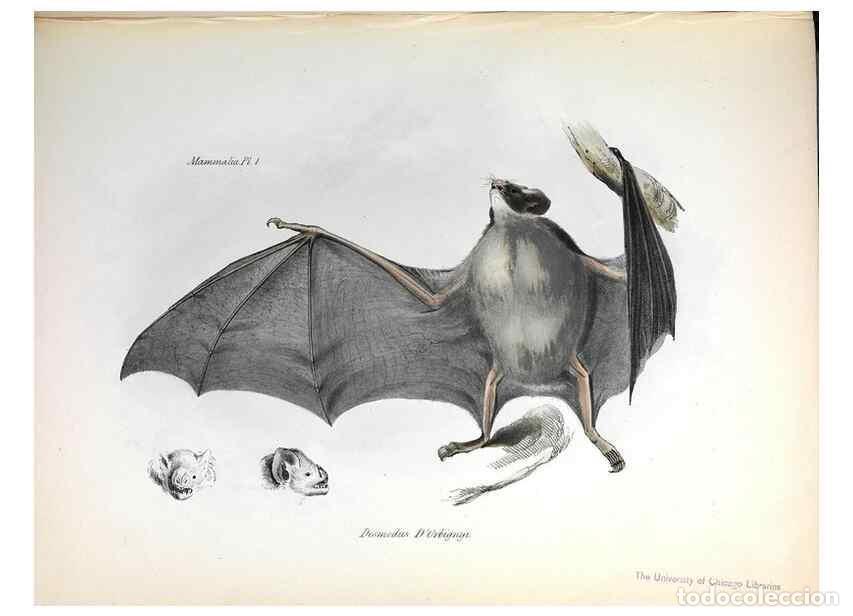 Collection Magazines and Newspapers: Reproducci&oacute;n/Reproduction 8387101514: The zoology of the voyage of H.M.S. Beagle .... London,Smith,