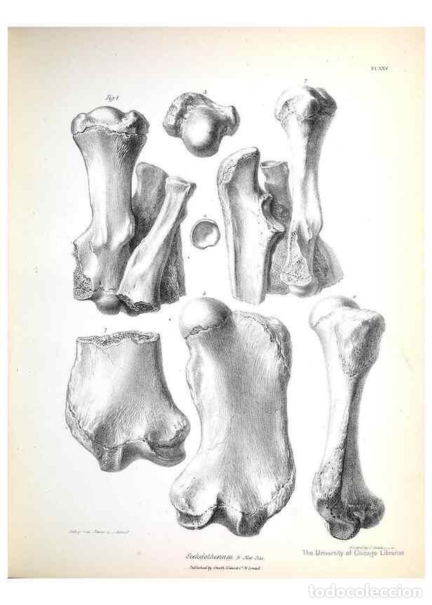 Collection Magazines and Newspapers: Reproducci&oacute;n/Reproduction 8386012207: The zoology of the voyage of H.M.S. Beagle .... London,Smith,