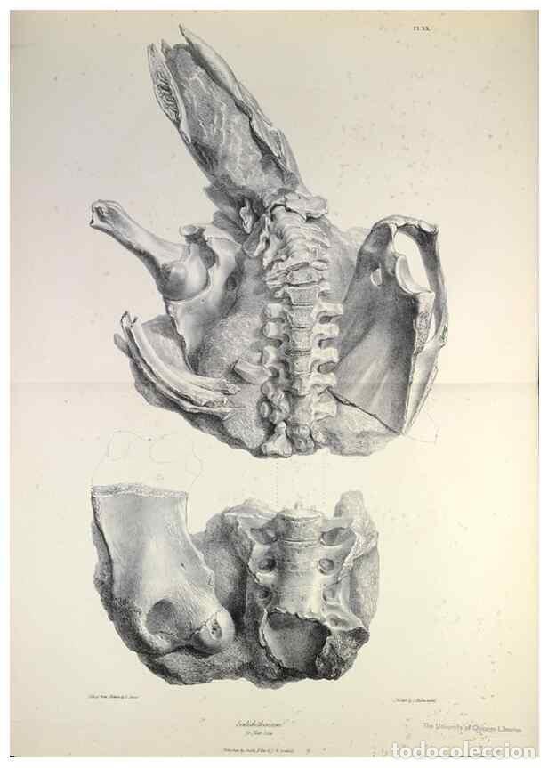 Collectionnisme de Revues et Journaux: Reproducci&oacute;n/Reproduction 8387095402: The zoology of the voyage of H.M.S. Beagle .... London,Smith,