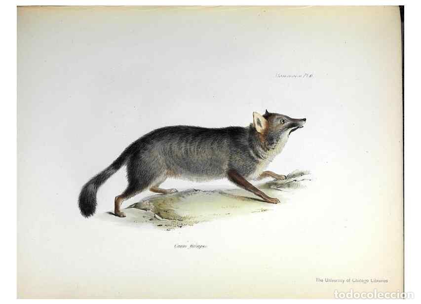 Collezionismo di Riviste e Giornali: Reproducci&oacute;n/Reproduction 8387103676: The zoology of the voyage of H.M.S. Beagle .... London,Smith,