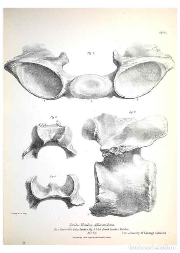 Coleccionismo de Revistas y Peri&oacute;dicos: Reproducci&oacute;n/Reproduction 8387089392: The zoology of the voyage of H.M.S. Beagle .... London,Smith,