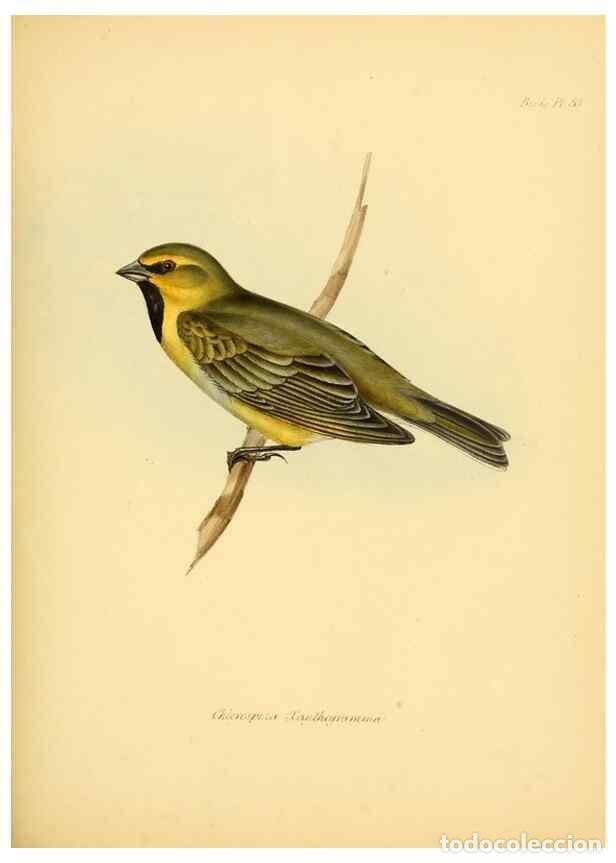 Sammeln von Zeitschriften und Zeitungen: Reproducci&oacute;n/Reproduction 8429526227: The zoology of the voyage of H.M.S. Beagle .... London,Smith,