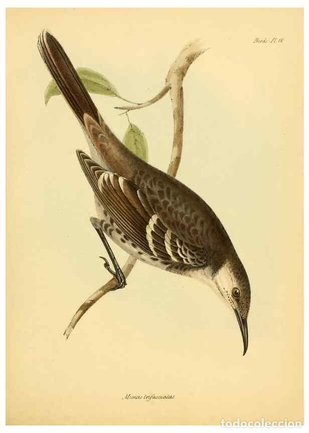 Colecionismo de Revistas e Jornais: Reproducci&oacute;n/Reproduction 8430588988: The zoology of the voyage of H.M.S. Beagle .... London,Smith,