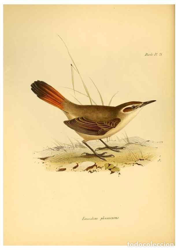 Colecionismo de Revistas e Jornais: Reproducci&oacute;n/Reproduction 8429503809: The zoology of the voyage of H.M.S. Beagle .... London,Smith,