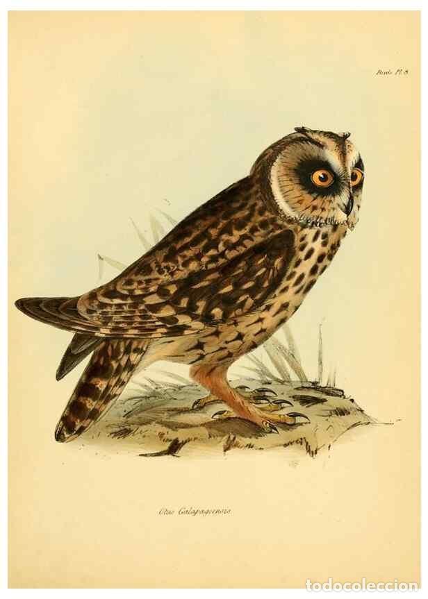 Collection Magazines and Newspapers: Reproducci&oacute;n/Reproduction 8430583906: The zoology of the voyage of H.M.S. Beagle .... London,Smith,