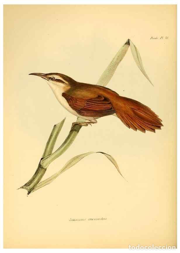 Collezionismo di Riviste e Giornali: Reproducci&oacute;n/Reproduction 8429522827: The zoology of the voyage of H.M.S. Beagle .... London,Smith,