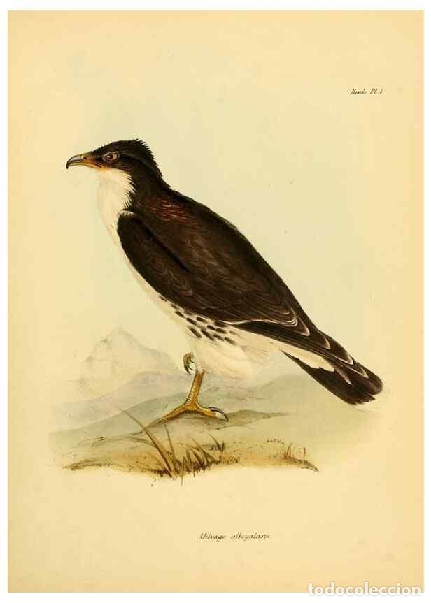 Sammeln von Zeitschriften und Zeitungen: Reproducci&oacute;n/Reproduction 8430582634: The zoology of the voyage of H.M.S. Beagle .... London,Smith,