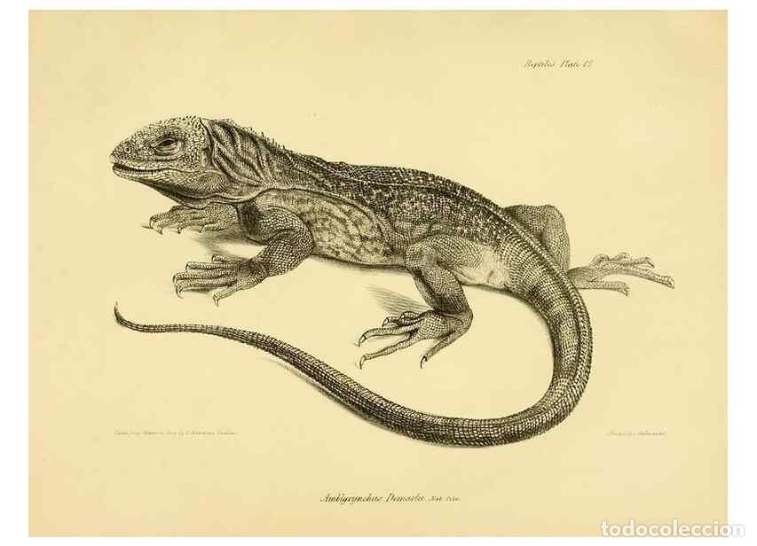 Coleccionismo de Revistas y Peri&oacute;dicos: Reproducci&oacute;n/Reproduction 8431747383: The zoology of the voyage of H.M.S. Beagle .... London,Smith,