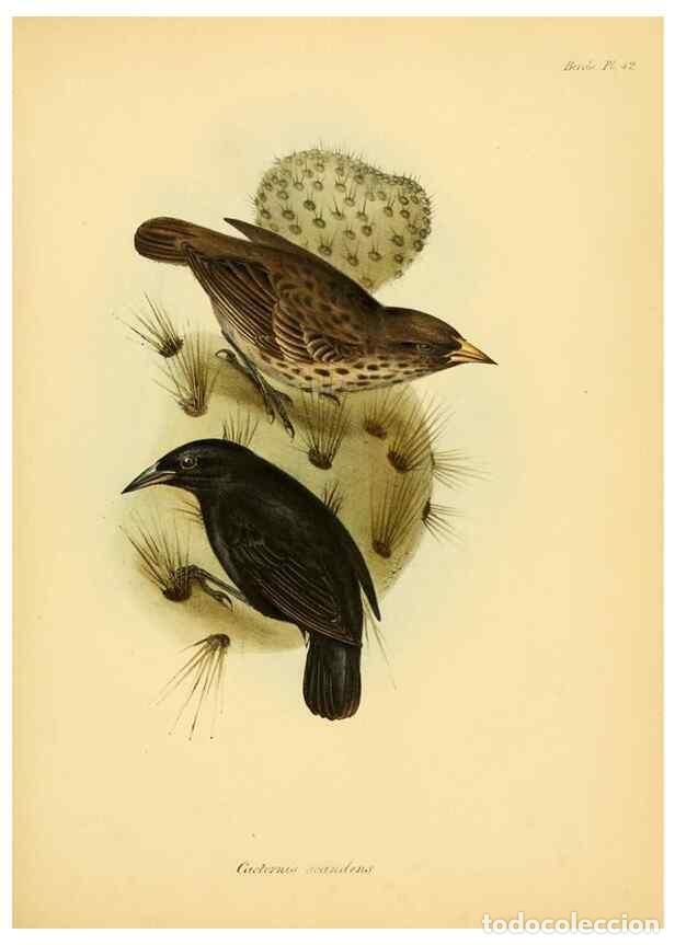 Collection Magazines and Newspapers: Reproducci&oacute;n/Reproduction 8429530105: The zoology of the voyage of H.M.S. Beagle .... London,Smith,