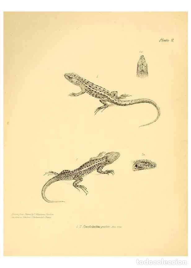 Sammeln von Zeitschriften und Zeitungen: Reproducci&oacute;n/Reproduction 8431744869: The zoology of the voyage of H.M.S. Beagle .... London,Smith,