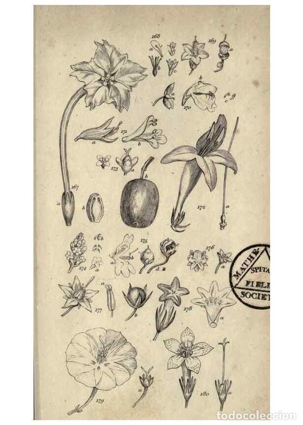 Collezionismo di Riviste e Giornali: Reproducci&oacute;n/Reproduction 8448495206: A grammar of botany,. London,Longman,1821. - Smith, James Edwa