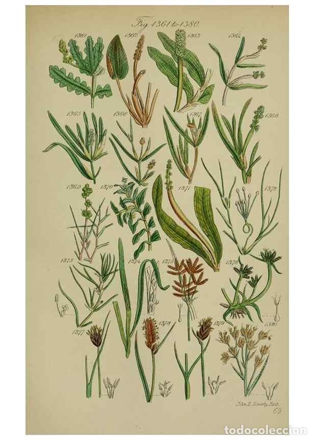 Coleccionismo de Revistas y Peri&oacute;dicos: Reproducci&oacute;n/Reproduction 7507553062: British wild flowers.. London,J. Van Voorst,1876. - Johnson, C