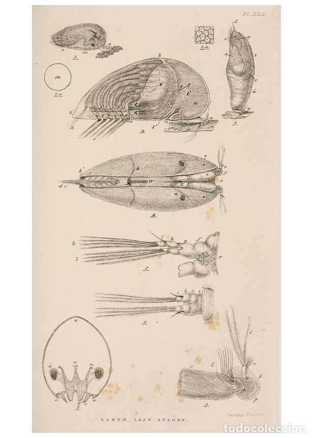 Sammeln von Zeitschriften und Zeitungen: Reproducci&oacute;n/Reproduction 7509359552: A monograph on the sub-class Cirripedia,. London,Ray society,1