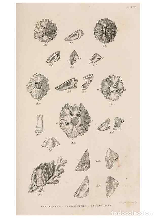 Sammeln von Zeitschriften und Zeitungen: Reproducci&oacute;n/Reproduction 7509383012: A monograph on the sub-class Cirripedia,. London,Ray society,1