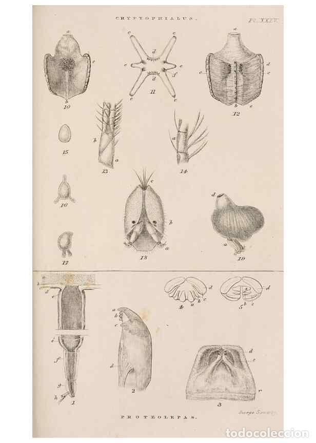 Colecionismo de Revistas e Jornais: Reproducci&oacute;n/Reproduction 7509395334: A monograph on the sub-class Cirripedia,. London,Ray society,1