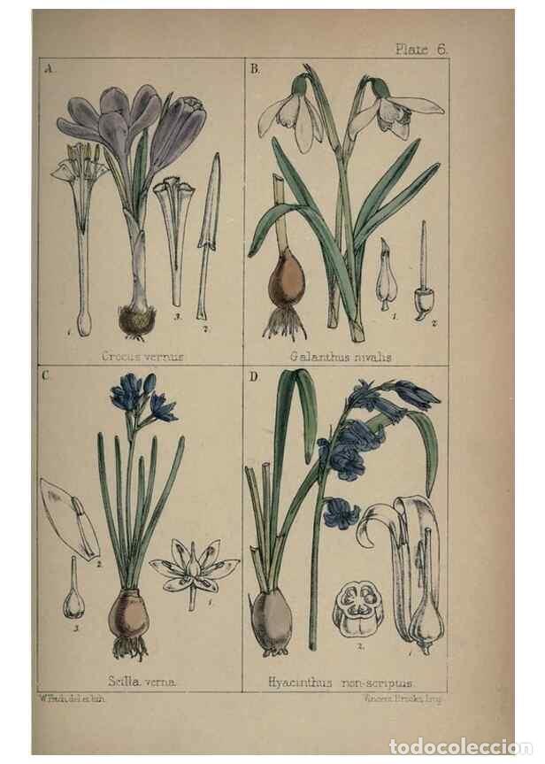 Collectionnisme de Revues et Journaux: Reproducci&oacute;n/Reproduction 7454750976: British wild flowers :. London,Reeve,1867. - Moore, Thomas,