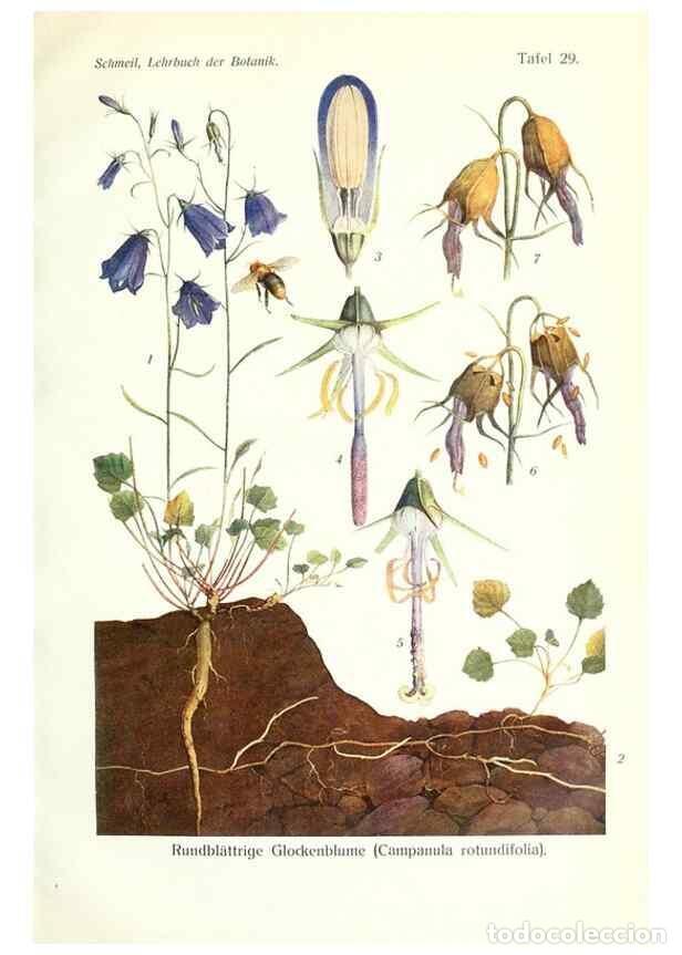 Collezionismo di Riviste e Giornali: Reproducci&oacute;n/Reproduction 8071714909: Lehrbuch der Botanik;. LeipzigQuelle & Meyer1911 - Schmeil, Ot