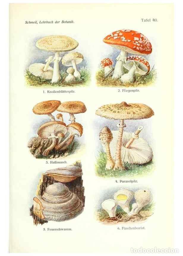 Collezionismo di Riviste e Giornali: Reproducci&oacute;n/Reproduction 8071719400: Lehrbuch der Botanik;. LeipzigQuelle & Meyer1911 - Schmeil, Ot