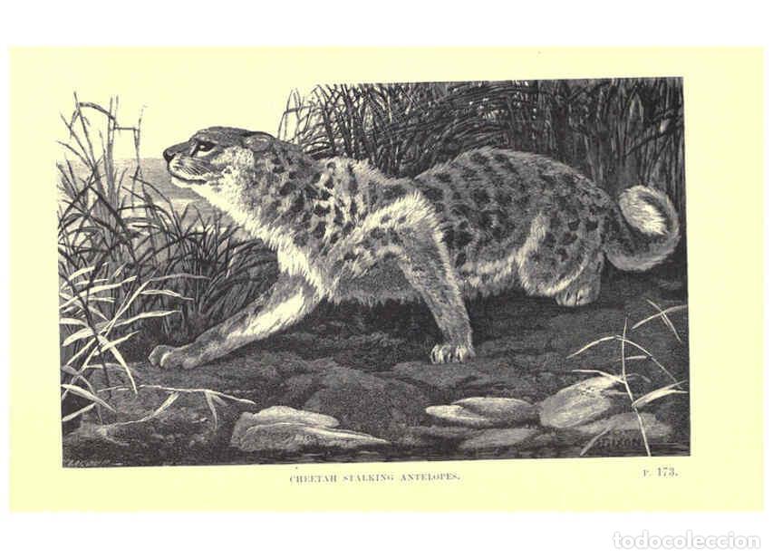 Collezionismo di Riviste e Giornali: Reproducci&oacute;n/Reproduction 6505684221: Wild beasts and their ways London,Macmillan and co.,1890 - Sam