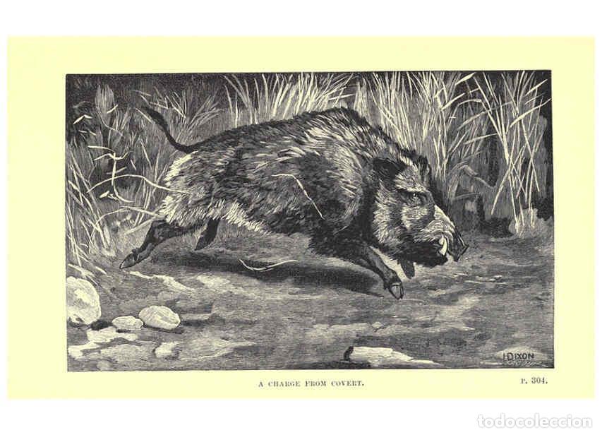 Coleccionismo de Revistas y Peri&oacute;dicos: Reproducci&oacute;n/Reproduction 6505689231: Wild beasts and their ways London,Macmillan and co.,1890 - Sam