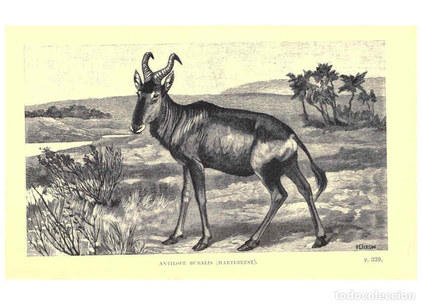 Collectionnisme de Revues et Journaux: Reproducci&oacute;n/Reproduction 6505690535: Wild beasts and their ways London,Macmillan and co.,1890 - Sam