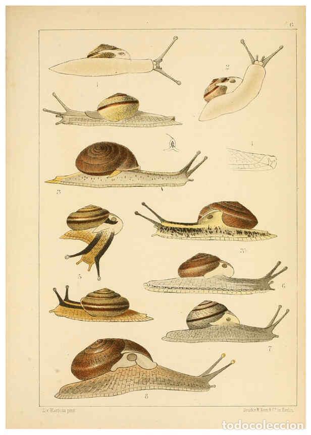 Collectionnisme de Revues et Journaux: Reproducci&oacute;n/Reproduction 6472359629: Die Preussische expedition nach Ost-Asien. bd.2. Berlin :K&ouml;nig