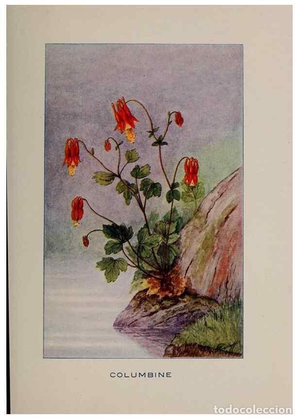 Collezionismo di Riviste e Giornali: Reproducci&oacute;n/Reproduction 7163005353: Fifty flower friends with familiar faces,. Boston,Lothrop, Lee