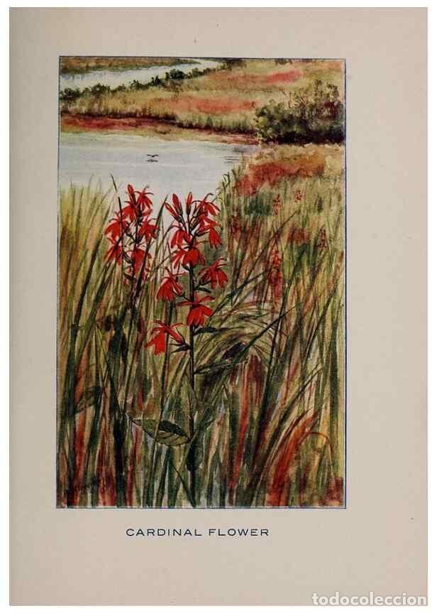 Colecionismo de Revistas e Jornais: Reproducci&oacute;n/Reproduction 7348219608: Fifty flower friends with familiar faces,. Boston,Lothrop, Lee