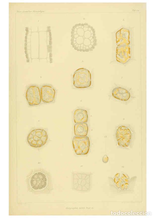 Sammeln von Zeitschriften und Zeitungen: Reproducci&oacute;n/Reproduction 6358287391: Atlas deutscher Meeresalgen Berlin :P. Parey,1889-1892 - Johan