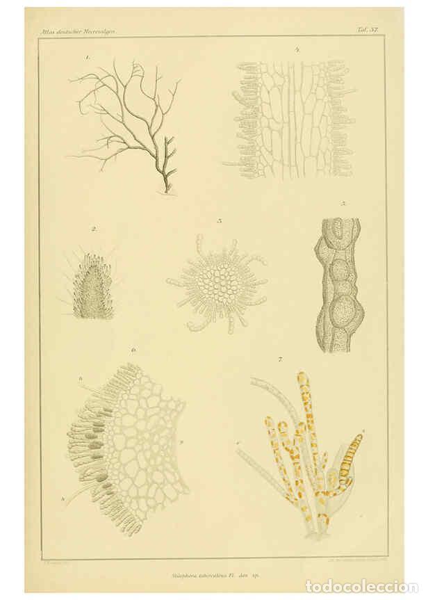 Sammeln von Zeitschriften und Zeitungen: Reproducci&oacute;n/Reproduction 6358288449: Atlas deutscher Meeresalgen Berlin :P. Parey,1889-1892 - Johan
