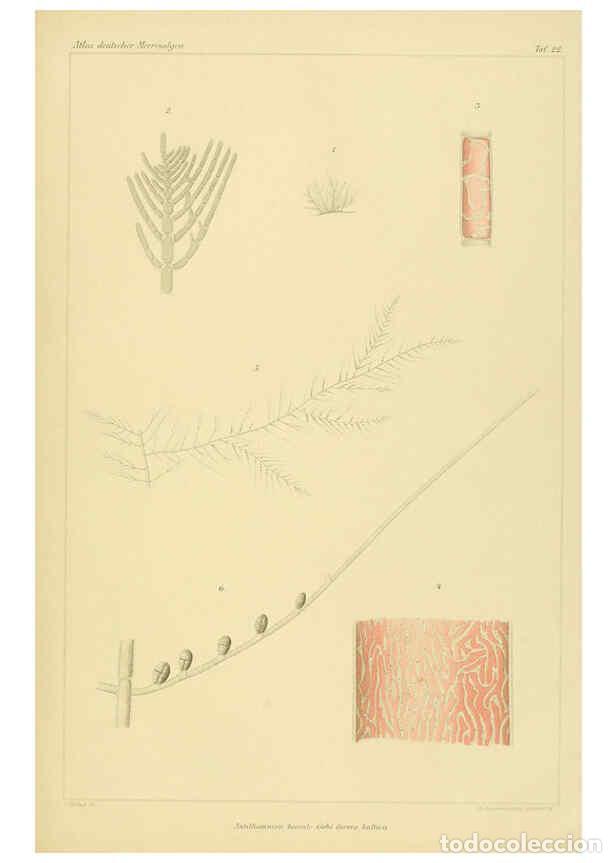 Colecionismo de Revistas e Jornais: Reproducci&oacute;n/Reproduction 6358285201: Atlas deutscher Meeresalgen Berlin :P. Parey,1889-1892 - Johan