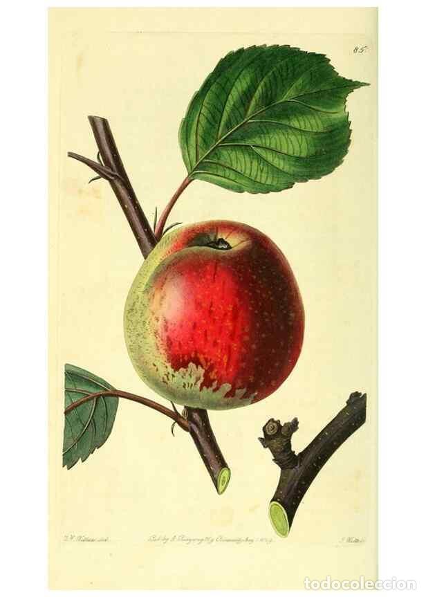 Colecionismo de Revistas e Jornais: Reproducci&oacute;n/Reproduction 8726427198: The Pomological magazine;. London;J. Ridgway. - Lindley, John,