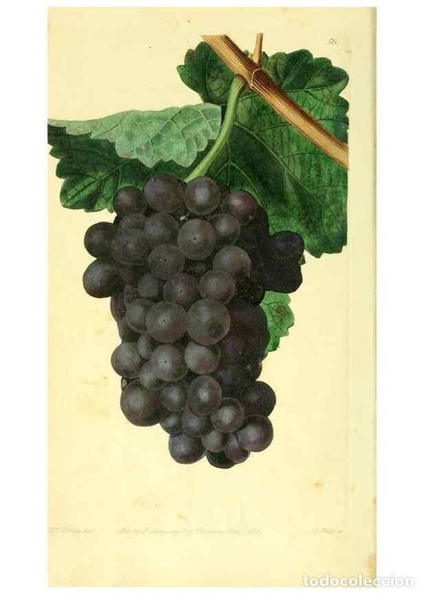 Colecionismo de Revistas e Jornais: Reproducci&oacute;n/Reproduction 8726407658: The Pomological magazine;. London;J. Ridgway. - Lindley, John,