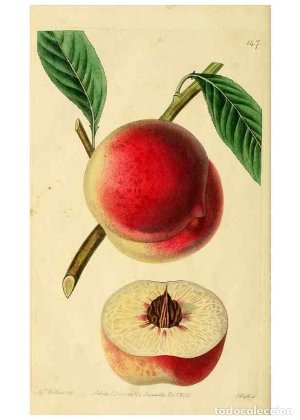 Sammeln von Zeitschriften und Zeitungen: Reproducci&oacute;n/Reproduction 8743721899: The Pomological magazine;. London;J. Ridgway. - Lindley, John,