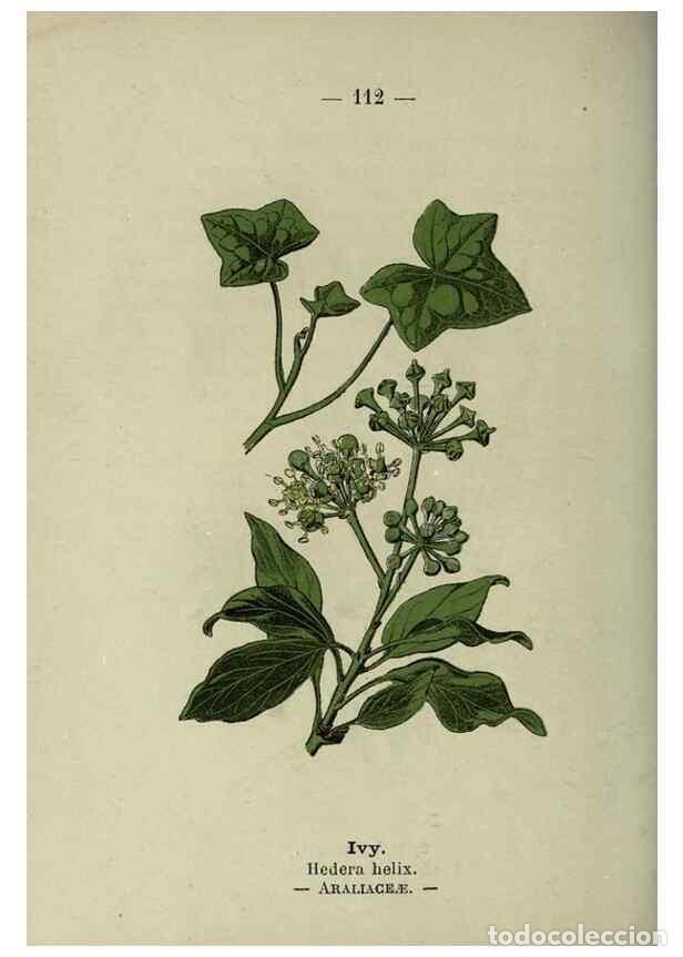 Sammeln von Zeitschriften und Zeitungen: Reproducci&oacute;n/Reproduction 8747794634: Wayside and woodland blossoms :. London ;F. Warne,1895. - Step