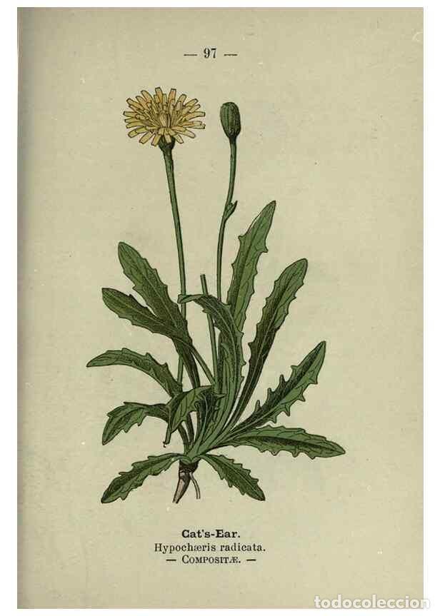 Coleccionismo de Revistas y Peri&oacute;dicos: Reproducci&oacute;n/Reproduction 8746667285: Wayside and woodland blossoms :. London ;F. Warne,1895. - Step