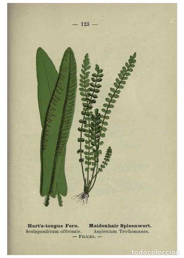 Coleccionismo de Revistas y Peri&oacute;dicos: Reproducci&oacute;n/Reproduction 8746679017: Wayside and woodland blossoms :. London ;F. Warne,1895. - Step