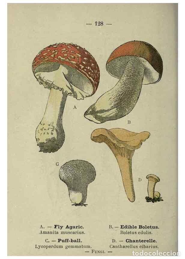 Colecionismo de Revistas e Jornais: Reproducci&oacute;n/Reproduction 8746681503: Wayside and woodland blossoms :. London ;F. Warne,1895. - Step