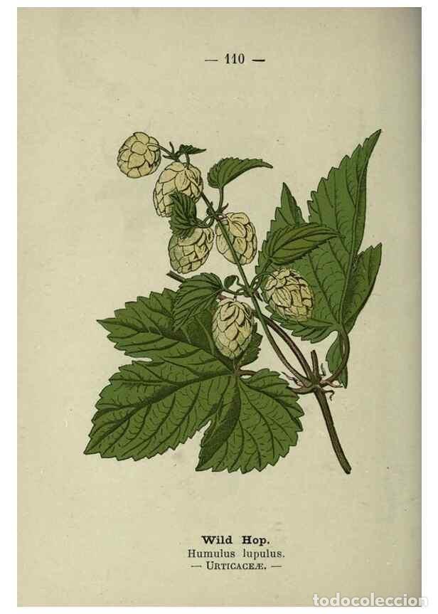 Colecionismo de Revistas e Jornais: Reproducci&oacute;n/Reproduction 8746673493: Wayside and woodland blossoms :. London ;F. Warne,1895. - Step