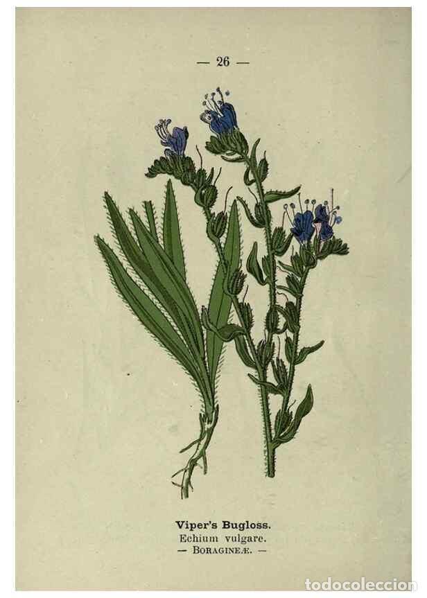 Coleccionismo de Revistas y Peri&oacute;dicos: Reproducci&oacute;n/Reproduction 8747752298: Wayside and woodland blossoms :. London ;F. Warne,1895. - Step