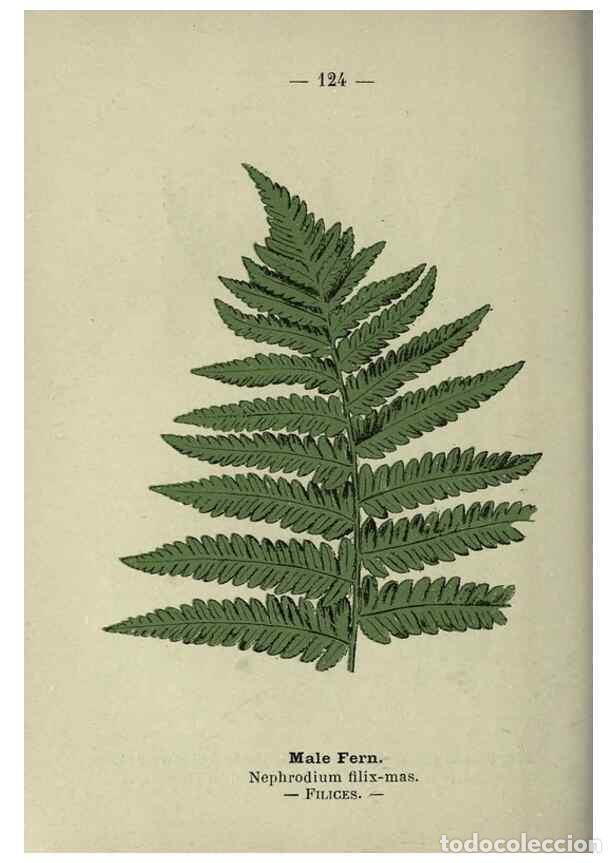 Sammeln von Zeitschriften und Zeitungen: Reproducci&oacute;n/Reproduction 8747799656: Wayside and woodland blossoms :. London ;F. Warne,1895. - Step