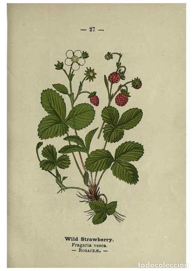 Collection Magazines and Newspapers: Reproducci&oacute;n/Reproduction 8747752868: Wayside and woodland blossoms :. London ;F. Warne,1895. - Step