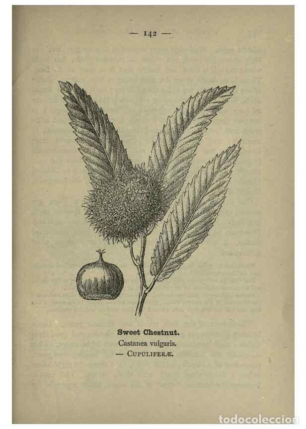 Coleccionismo de Revistas y Peri&oacute;dicos: Reproducci&oacute;n/Reproduction 8746686317: Wayside and woodland blossoms :. London ;F. Warne,1895. - Step