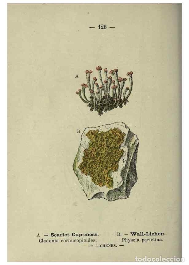 Collection Magazines and Newspapers: Reproducci&oacute;n/Reproduction 8746680551: Wayside and woodland blossoms :. London ;F. Warne,1895. - Step