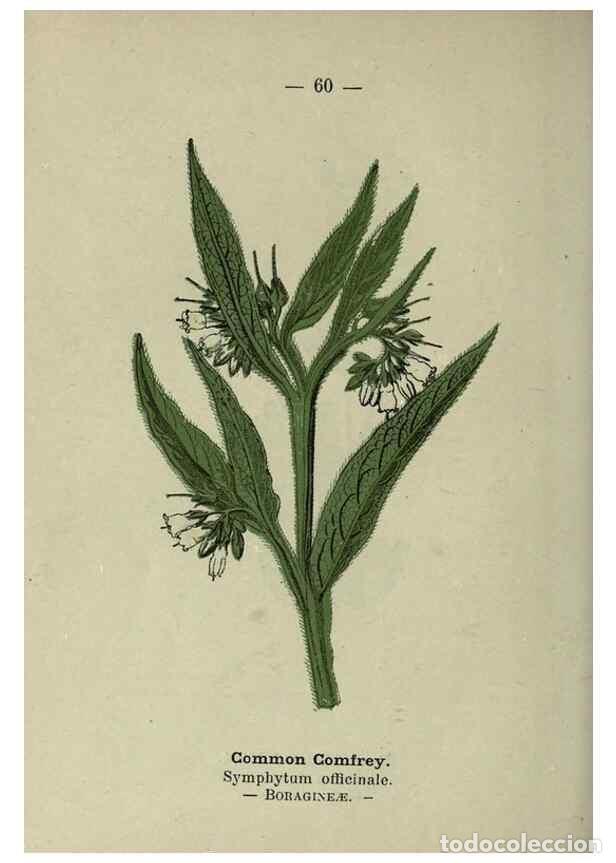 Colecionismo de Revistas e Jornais: Reproducci&oacute;n/Reproduction 8746650367: Wayside and woodland blossoms :. London ;F. Warne,1895. - Step