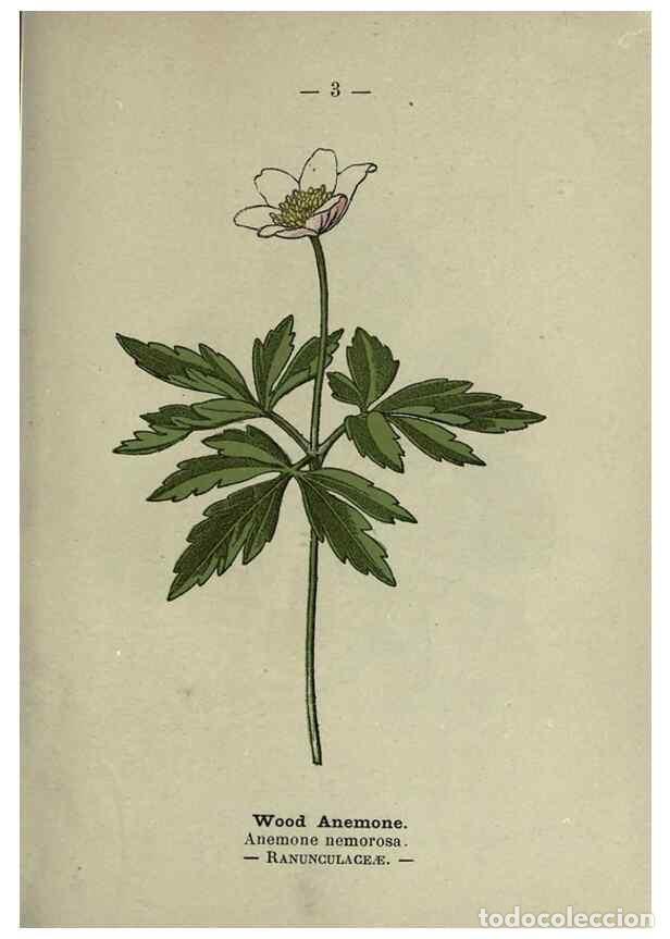 Collectionnisme de Revues et Journaux: Reproducci&oacute;n/Reproduction 8746621419: Wayside and woodland blossoms :. London ;F. Warne,1895. - Step